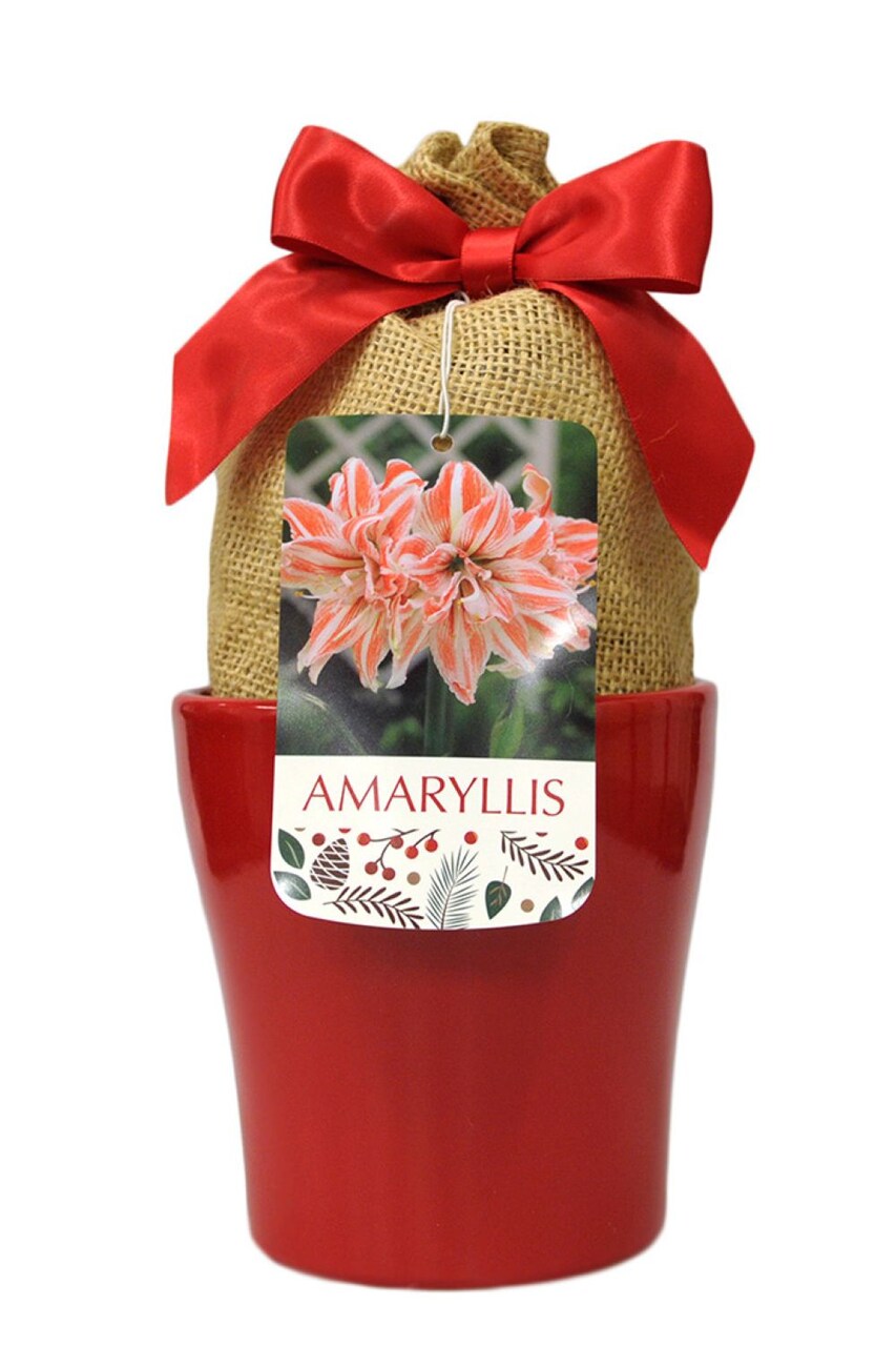 Dancing Queen Double Amaryllis in Red Ceramic Planter with Bow and Gift Tag